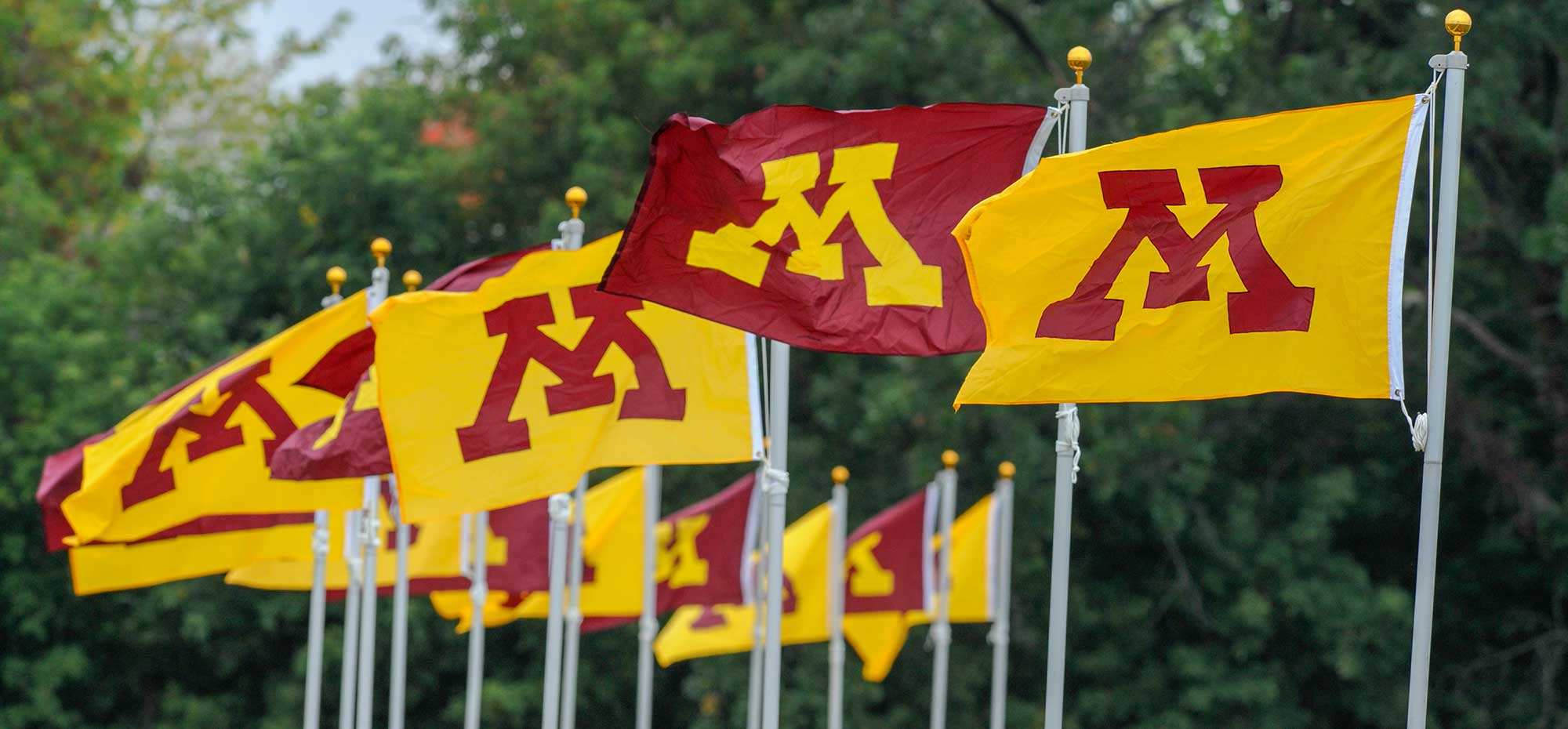 A group of gold and maroon flags with the Minnesota M on them.