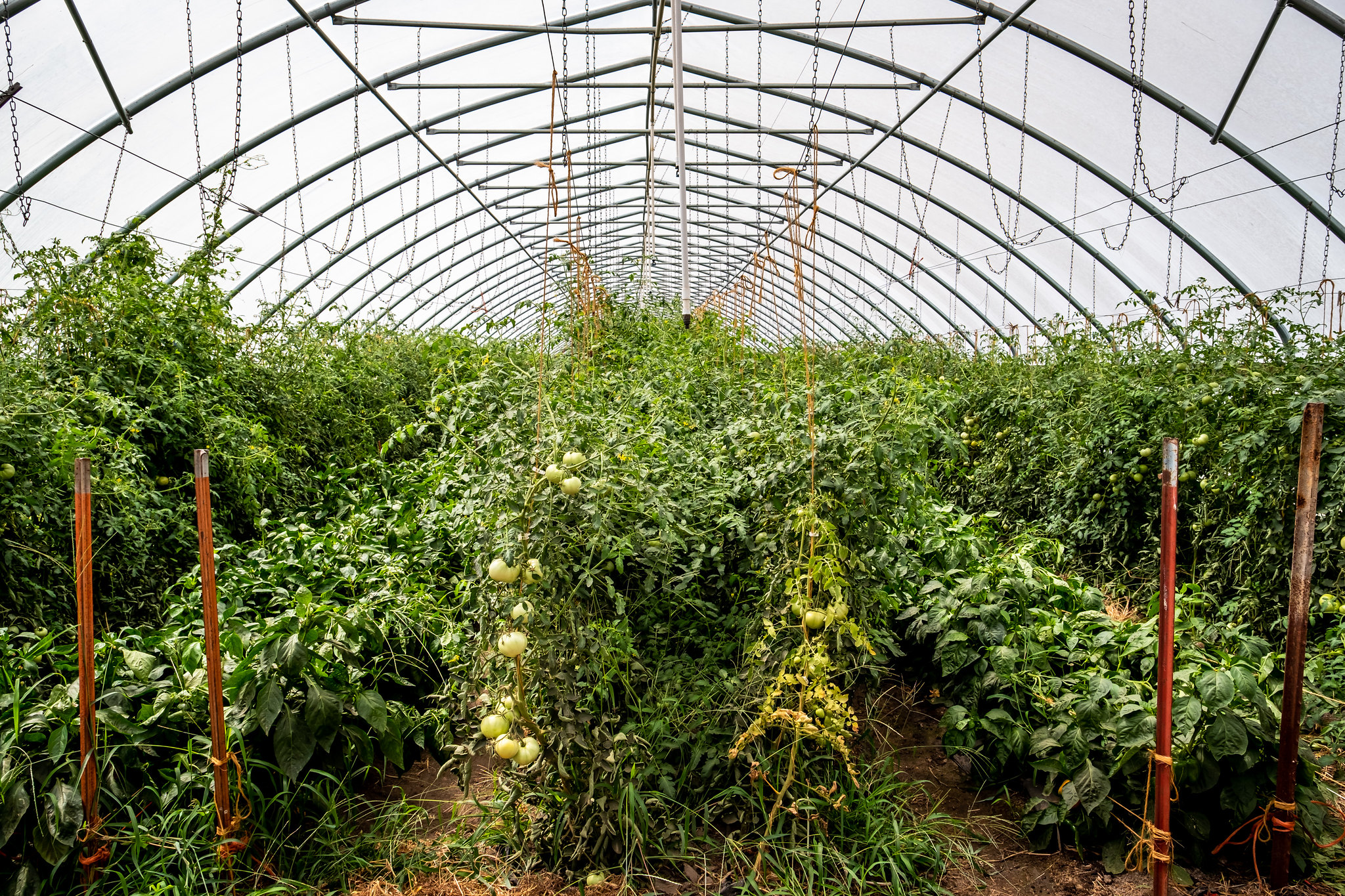 A photo of crops growing in a high tunnel; photo by Tom Parker 
