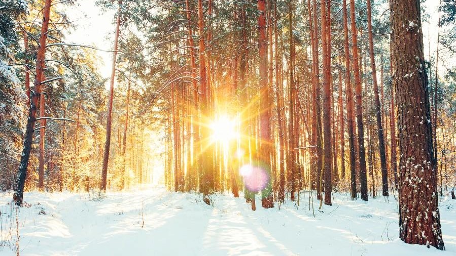 Photo of a winter sunrise through a forest of trees by Grisha Bruev via Getty Images.