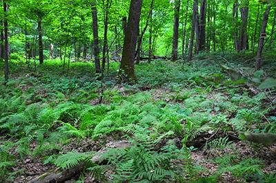 A photo of a forest with many green trees 